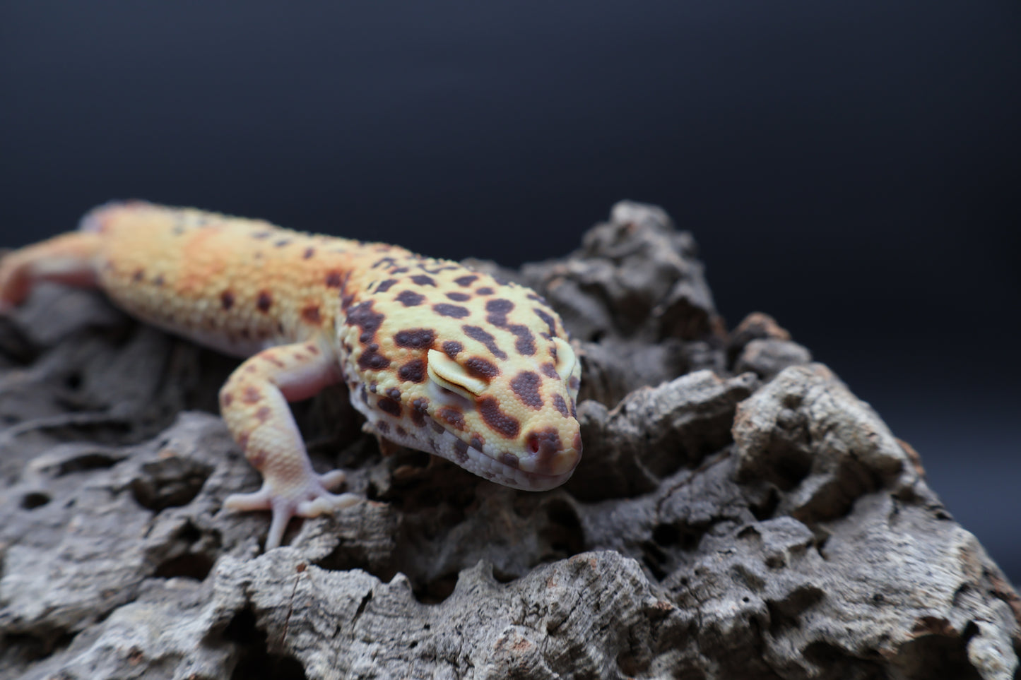Male Super Giant Blood Bell Albino 100% het Eclipse
