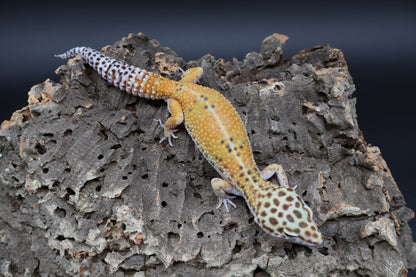 Female Clown Blood Emerine (ovulating)