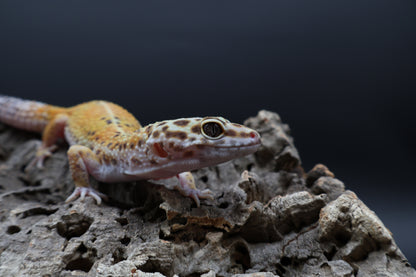 Female Clown Blood Emerine (ovulating)