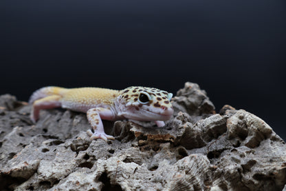 Male Cipher (solid black eyes)