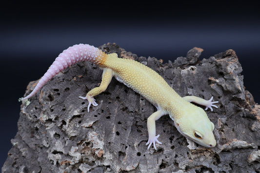 Male Tangerine Rainwater Albino