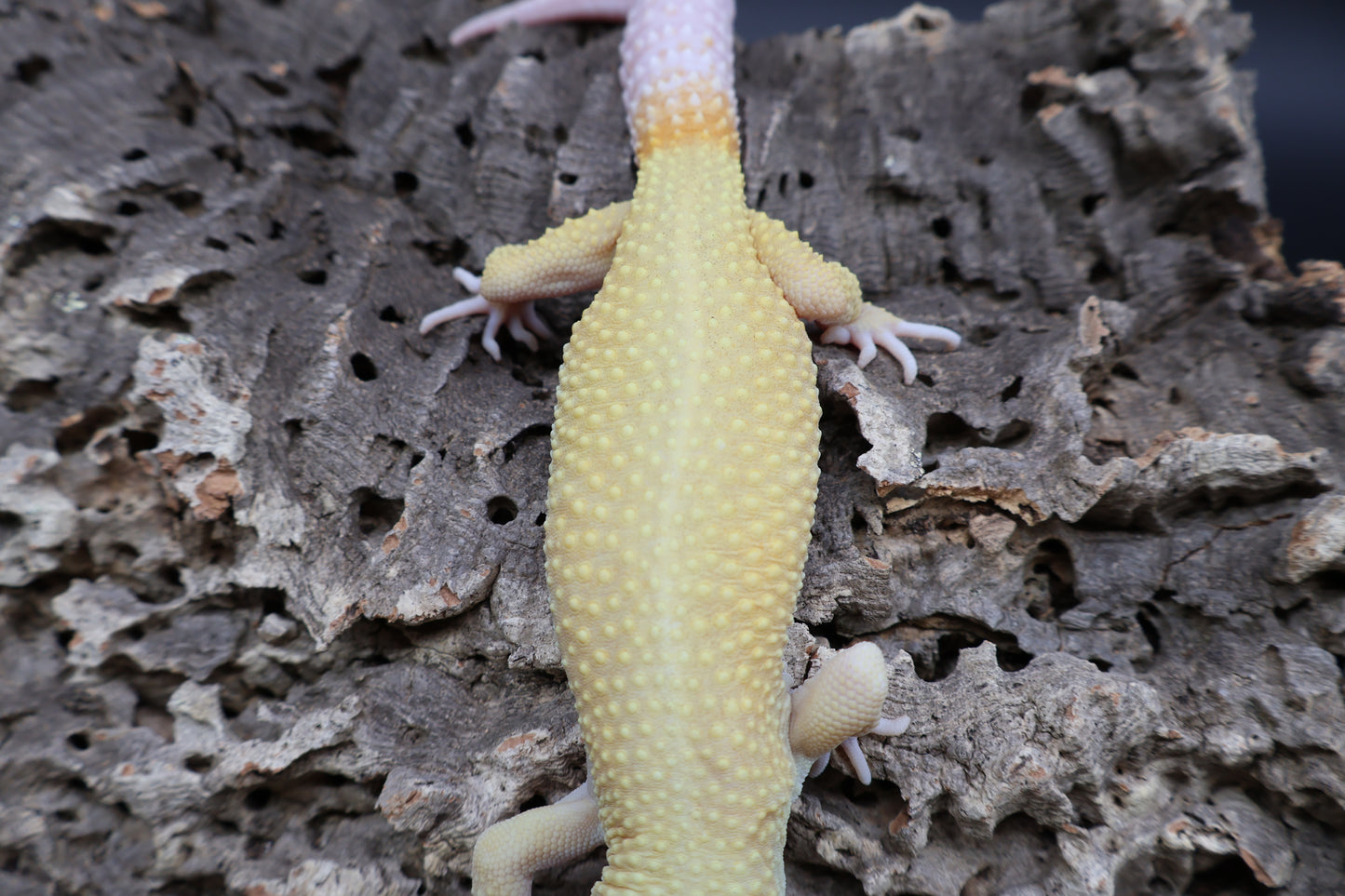 Male Tangerine Rainwater Albino