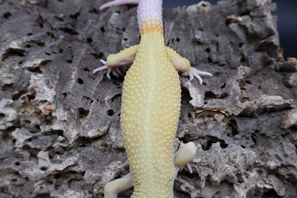 Male Tangerine Rainwater Albino