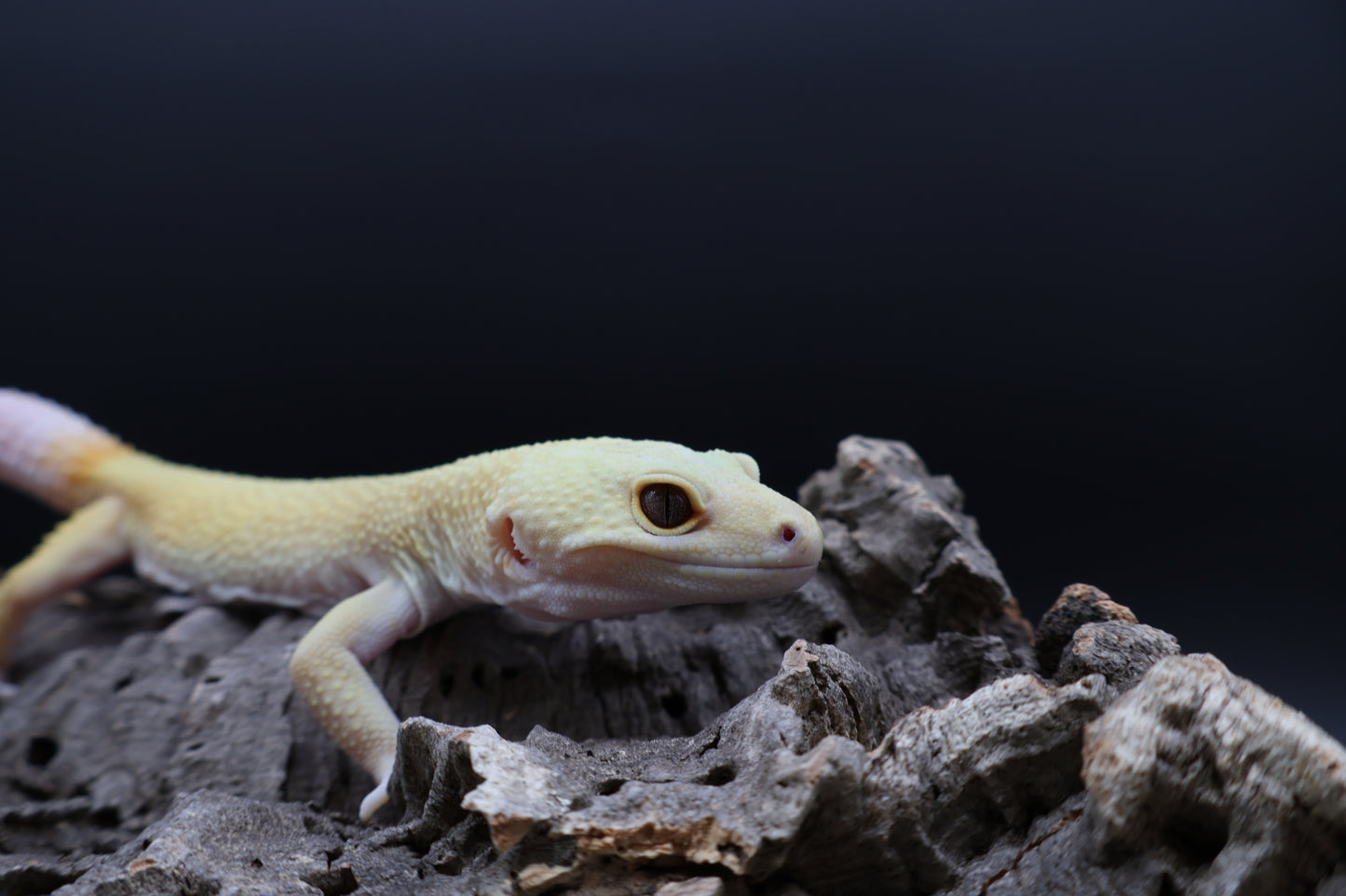 Male Tangerine Rainwater Albino