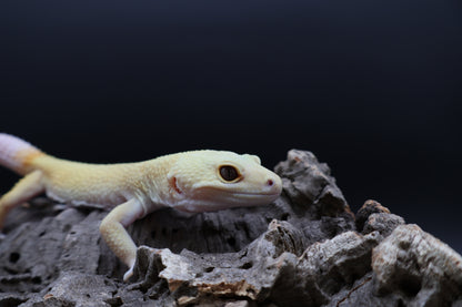 Male Tangerine Rainwater Albino