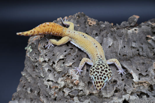 Male Tangerine Cipher Proven Breed Regen Tail (solid black eyes)