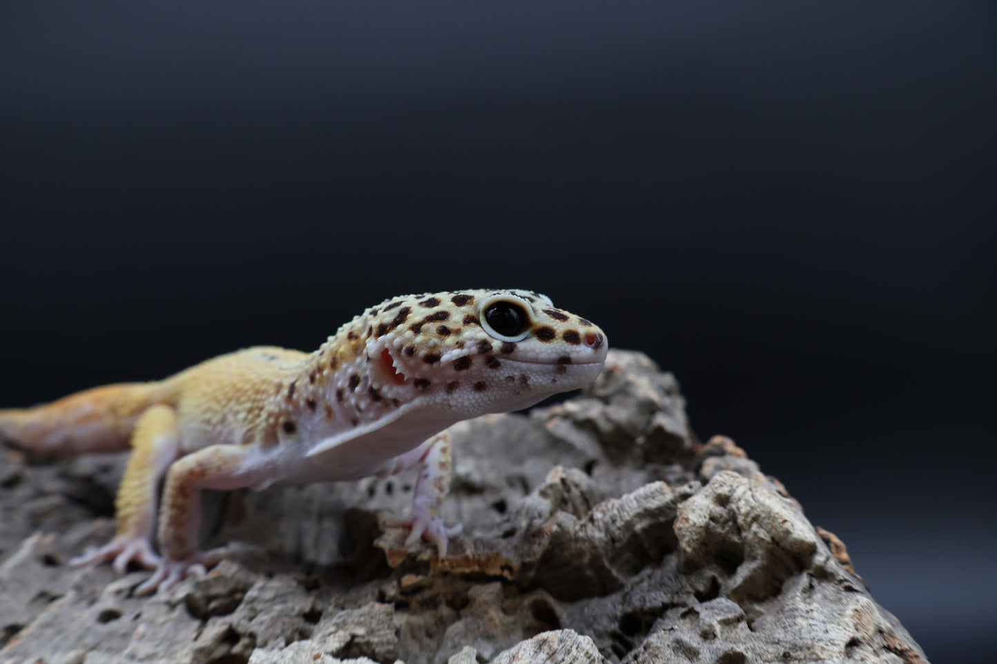 Male Tangerine Cipher Proven Breed Regen Tail (solid black eyes)