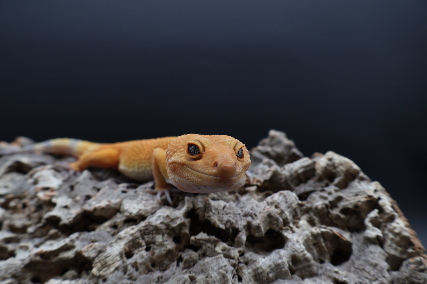 Male Tangerine Tornado Blood (10.25")