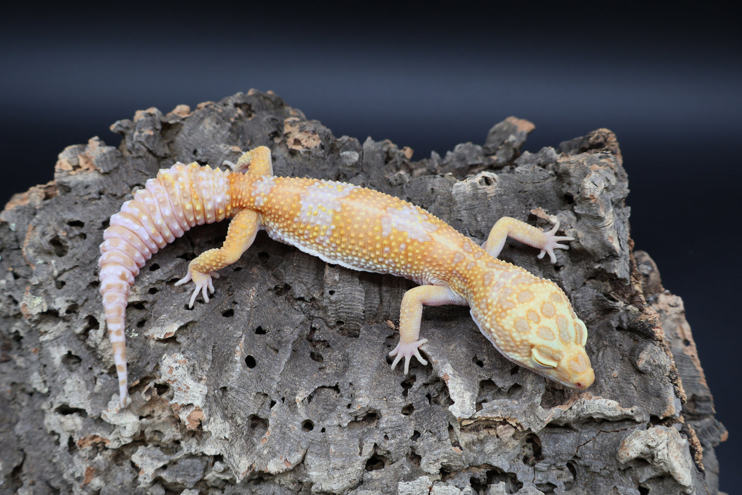 Female Tangerine Fire Bold High Contrast Red Diamond Tremper Albino