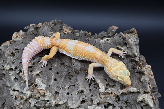 Female Tangerine Fire Bold High Contrast Red Diamond Tremper Albino