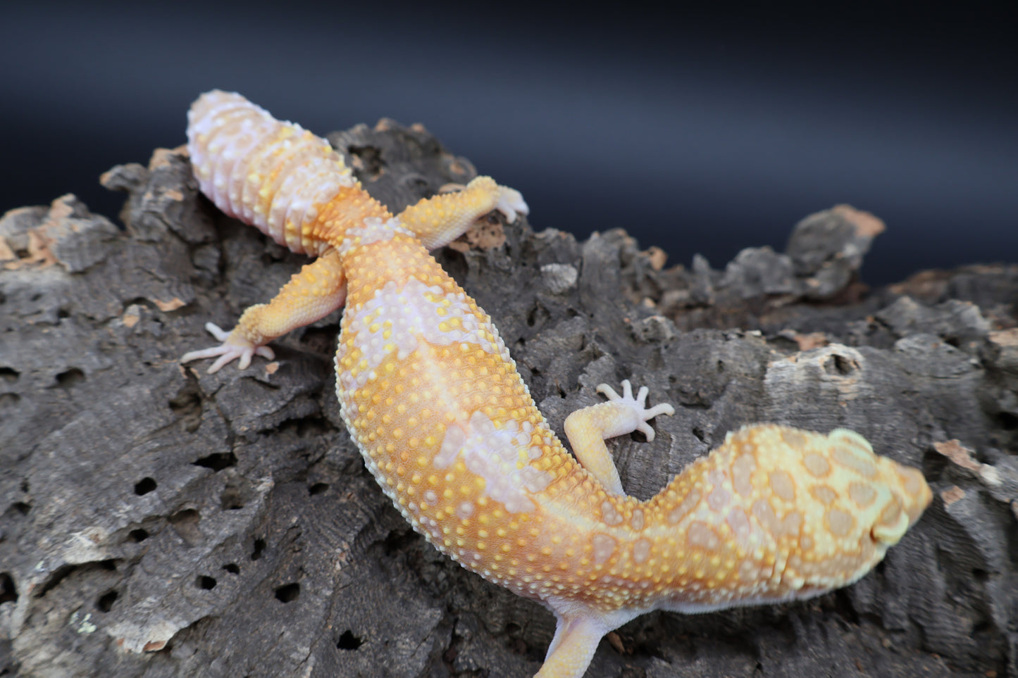 Female Tangerine Fire Bold High Contrast Red Diamond Tremper Albino