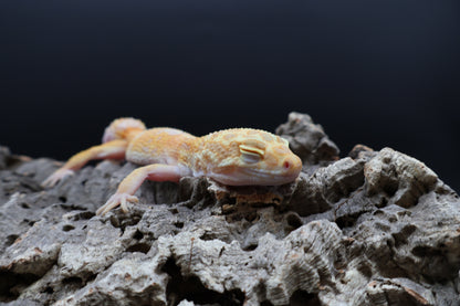 Female Tangerine Fire Bold High Contrast Red Diamond Tremper Albino
