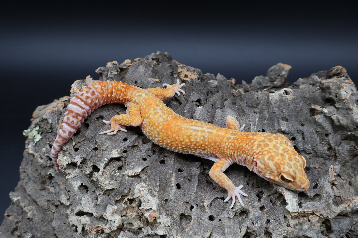 Male Mandarin Inferno  Tremper Albino Emerine