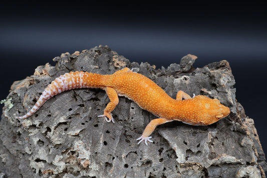Male Mandarin Inferno  Tremper Albino