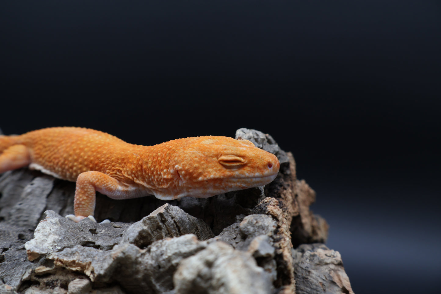Male Mandarin Inferno  Tremper Albino