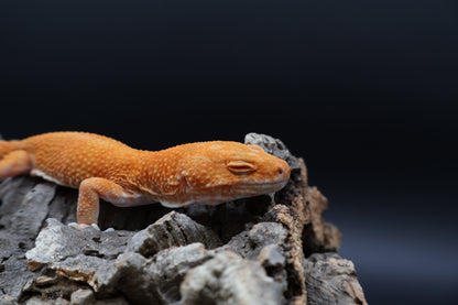 Male Mandarin Inferno  Tremper Albino
