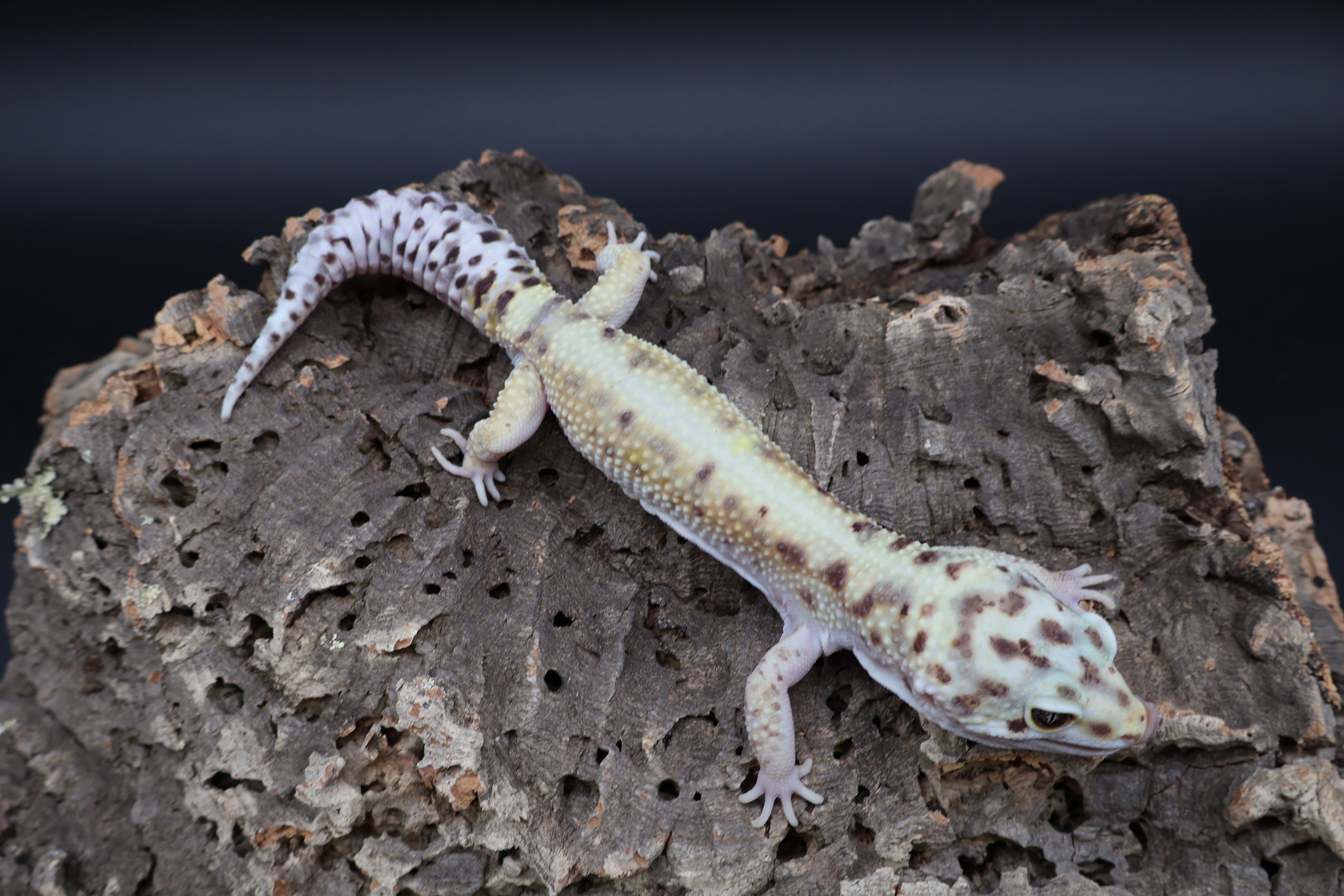 Male Hyper Xantic Bold Emerine W&Y – Frank Cuzzolina