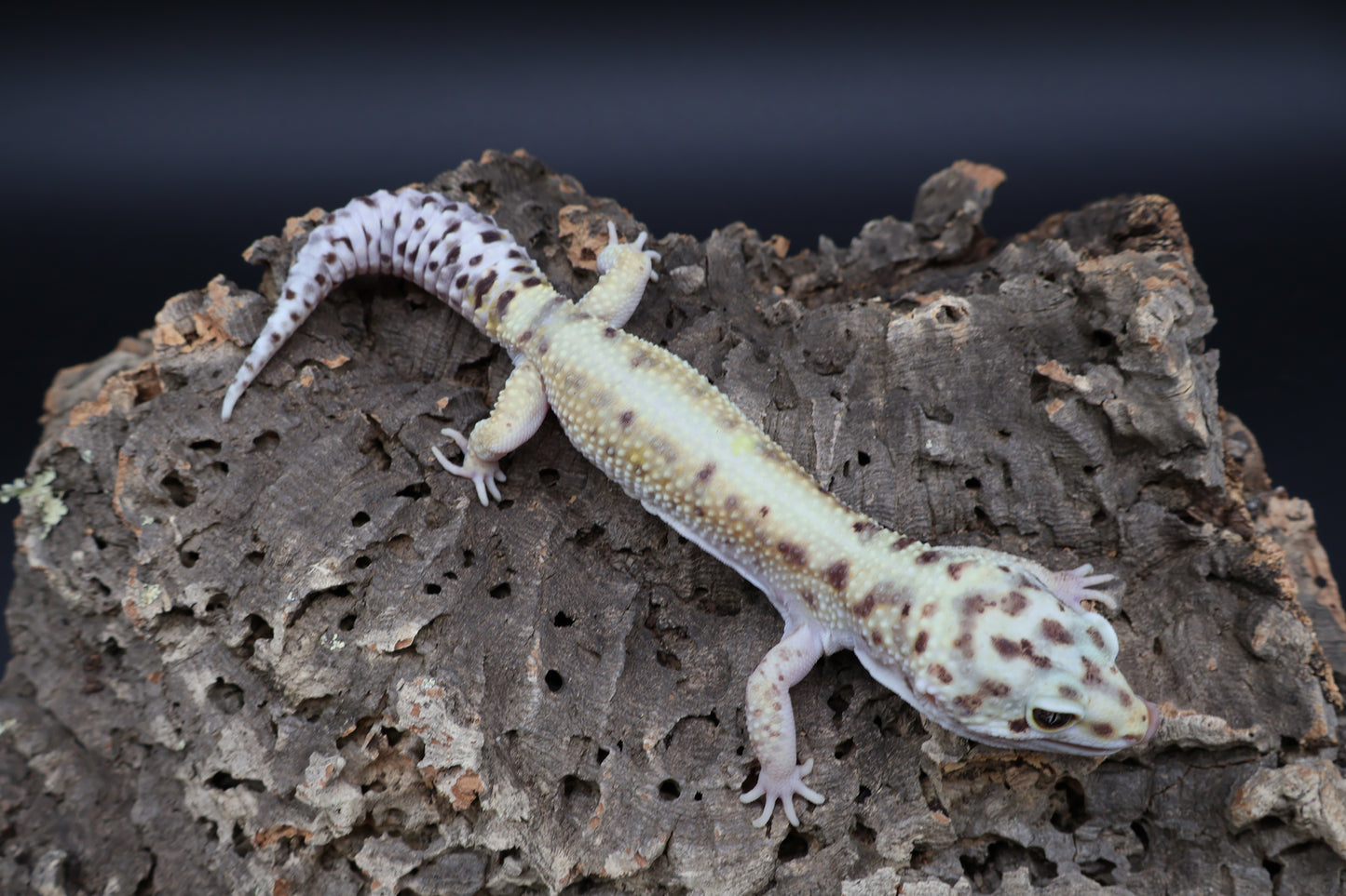 Male Hyper Xantic Bold Emerine W&Y