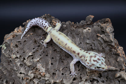 Male Hyper Xantic Bold Emerine W&Y
