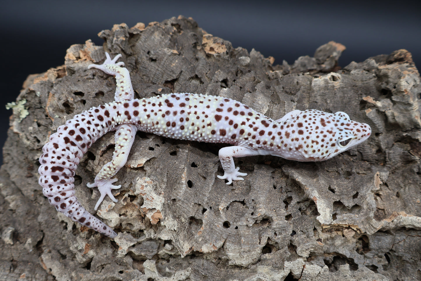 Male Fasciolatus Mack Snow