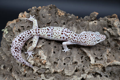 Male Fasciolatus Mack Snow