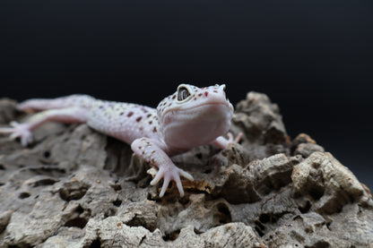 Male Fasciolatus Mack Snow