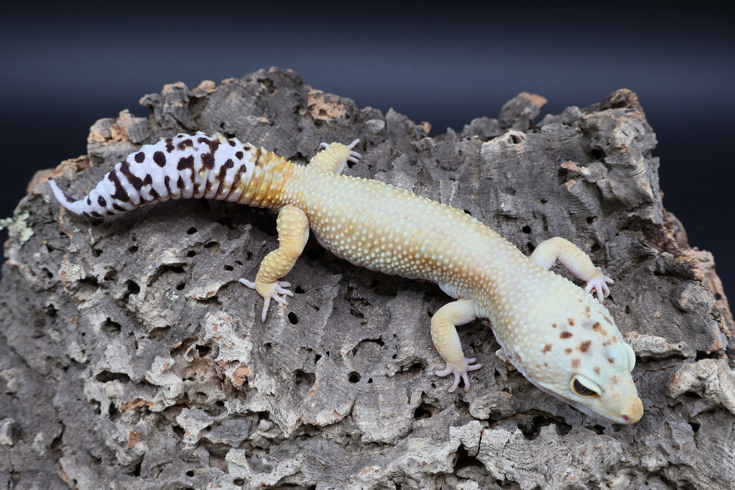 Male Mandrain Bold Super Hypo