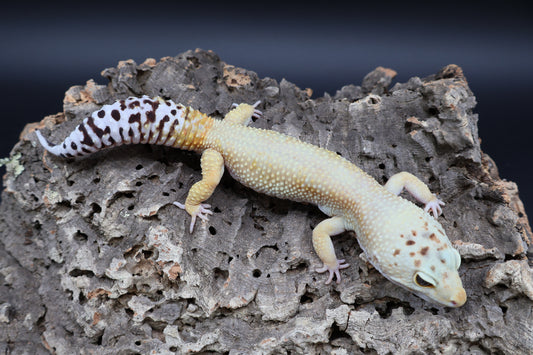 Male Mandrain Bold Super Hypo