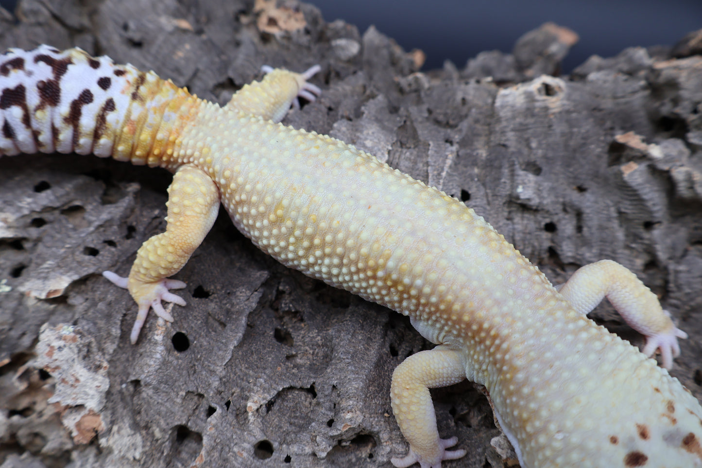 Male Mandrain Bold Super Hypo