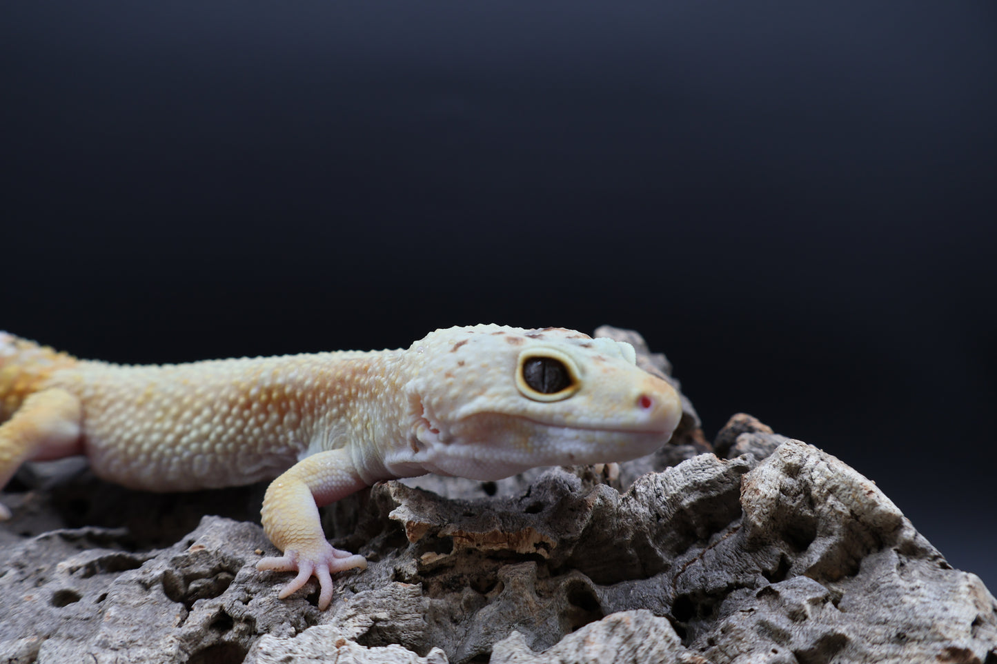 Male Mandrain Bold Super Hypo