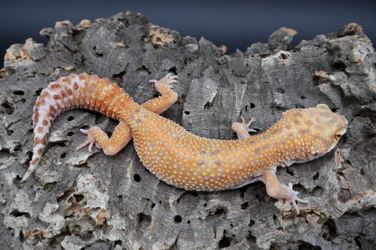 Female Inferno Tremper Albino