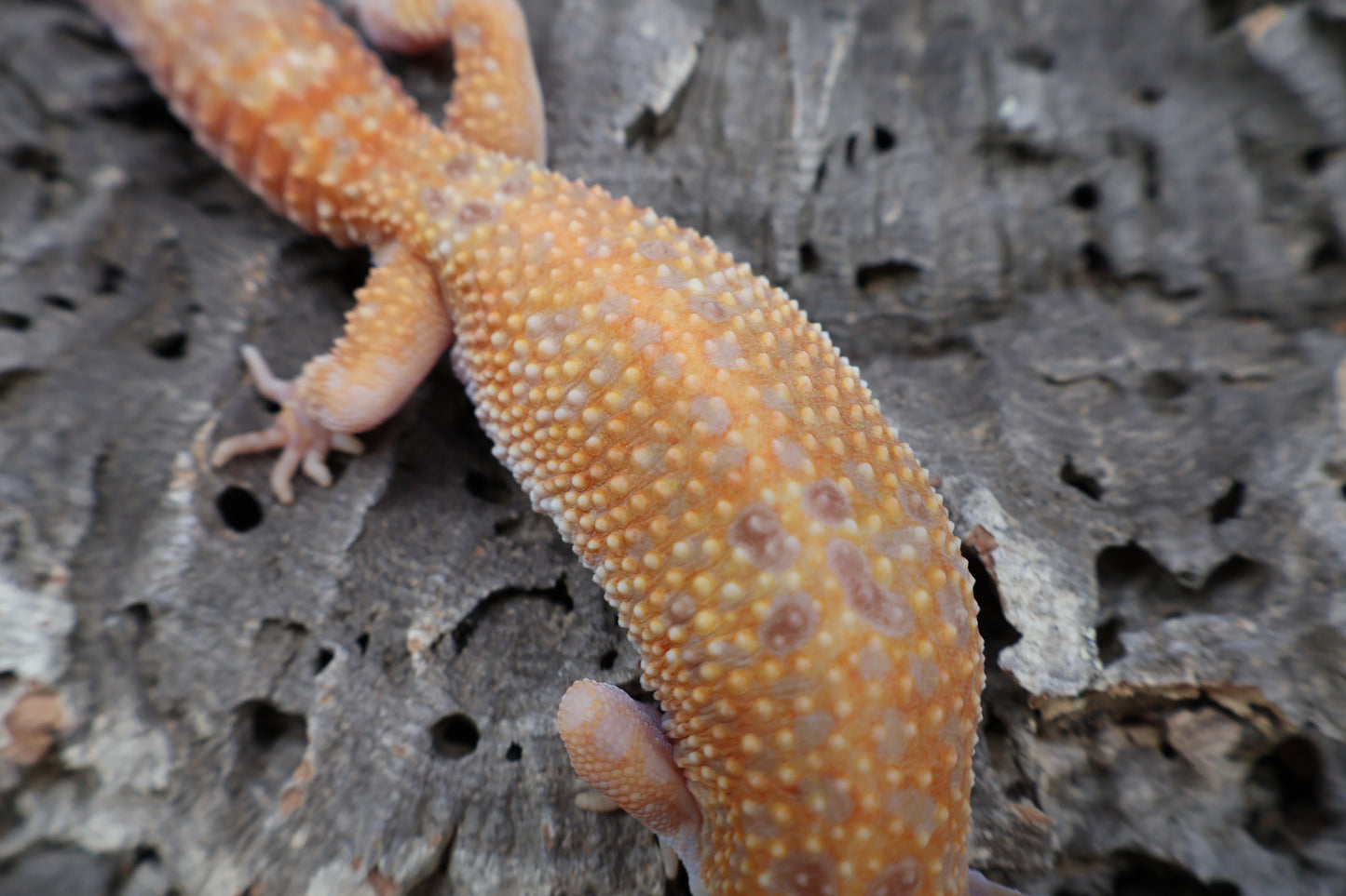Female Inferno Tremper Albino