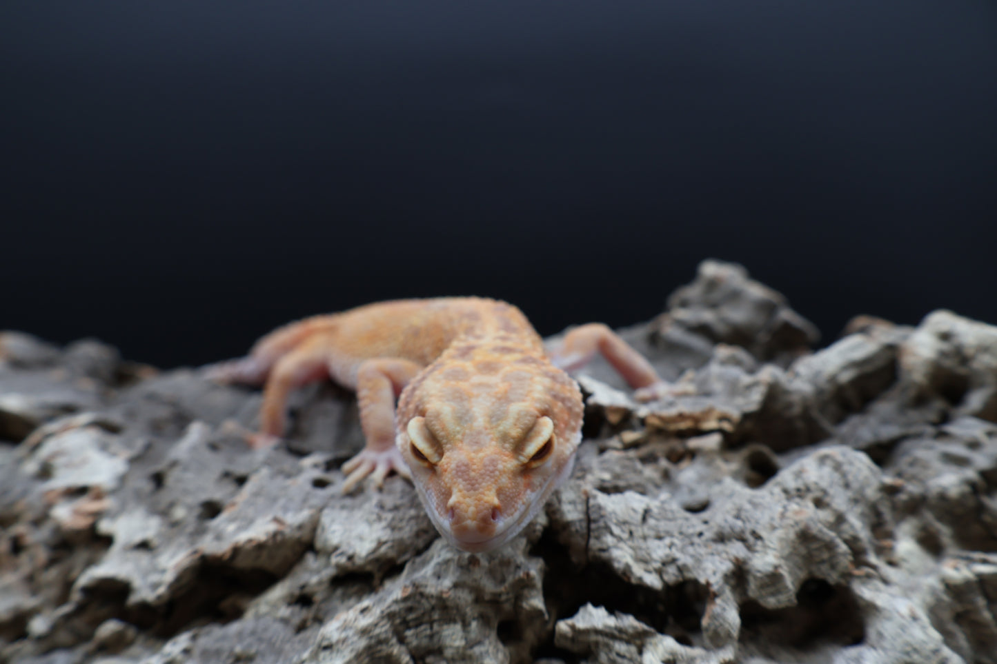 Female Inferno Tremper Albino