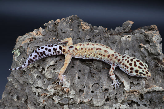 Female Inferno Bold Emerine (ovulating)