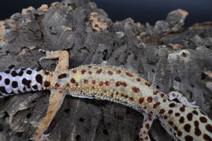 Female Inferno Bold Emerine (ovulating)