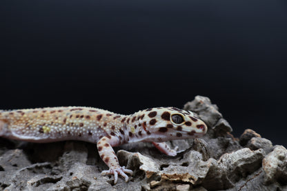 Female Inferno Bold Emerine (ovulating)