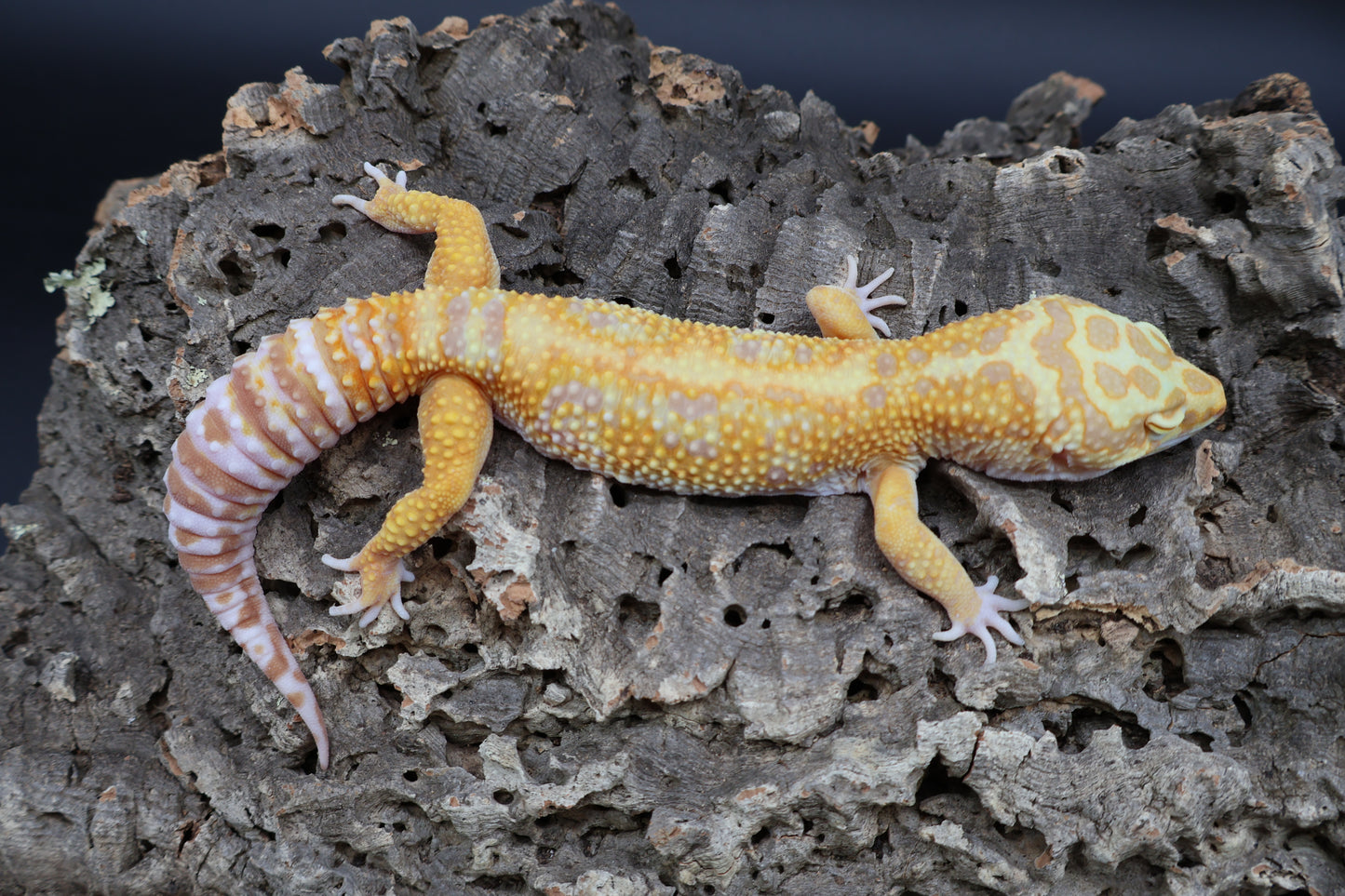 Male Mandrian Inferno Bold Halloween Mask Tremper Albino W&Y