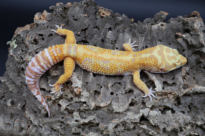 Male Mandrian Inferno Bold Halloween Mask Tremper Albino W&Y