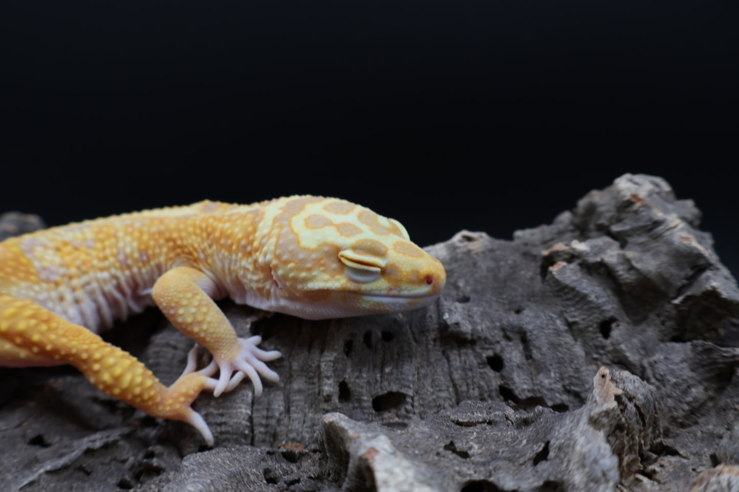 Male Mandrian Inferno Bold Halloween Mask Tremper Albino W&Y