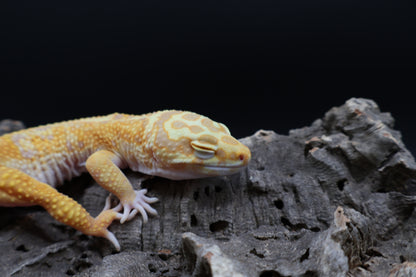 Male Mandrian Inferno Bold Halloween Mask Tremper Albino W&Y