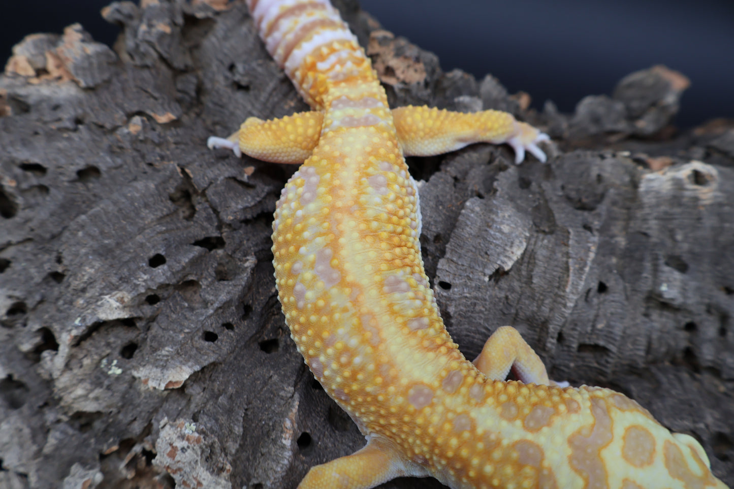 Male Mandrian Inferno Bold Halloween Mask Tremper Albino W&Y