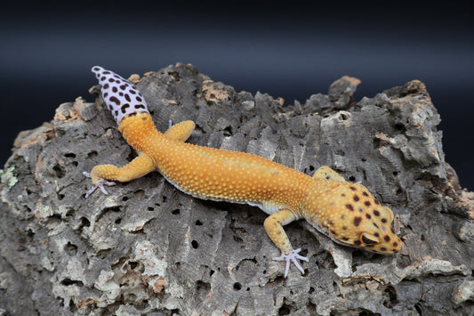 Male Mandrain Red Stripe Clown