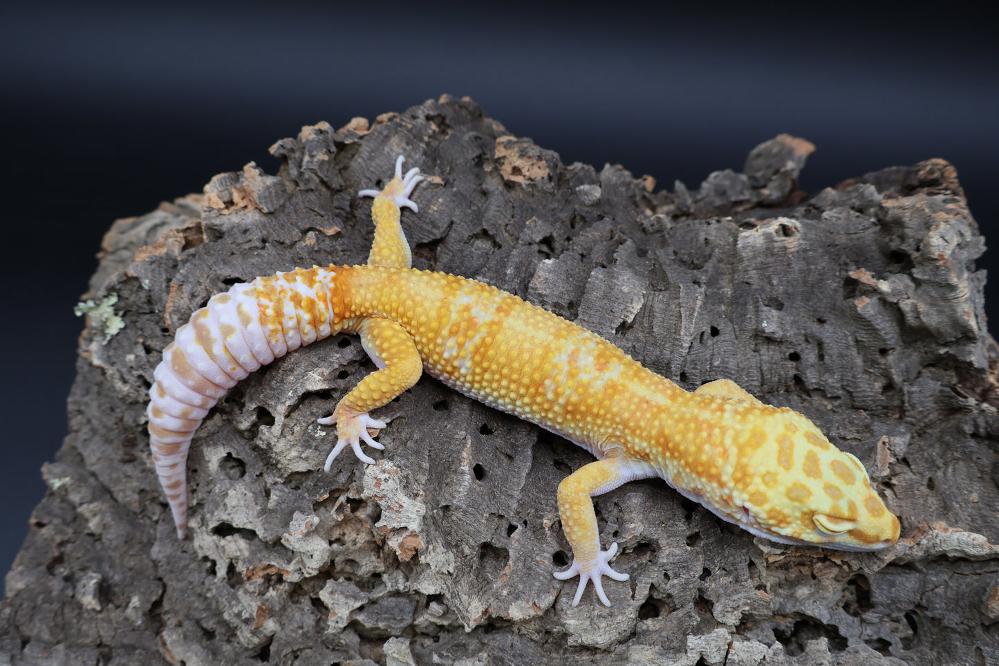 Male Mandrian Inferno Bold Tremper Albino W&Y (slight indent in skull, barely noticeable)
