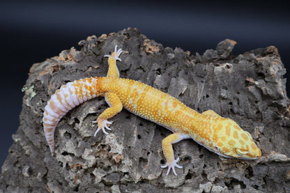 Male Mandrian Inferno Bold Tremper Albino W&Y (slight indent in skull, barely noticeable)