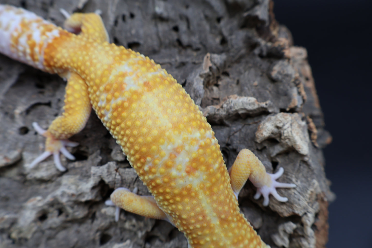 Male Mandrian Inferno Bold Tremper Albino W&Y (slight indent in skull, barely noticeable)