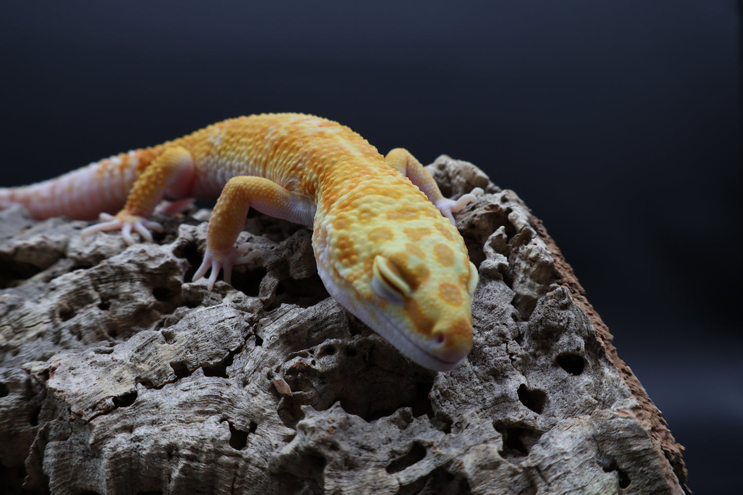 Male Mandrian Inferno Bold Tremper Albino W&Y (slight indent in skull, barely noticeable)