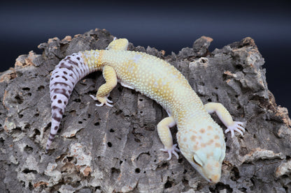 Male Mandrian Bold Super Hypo White Spot