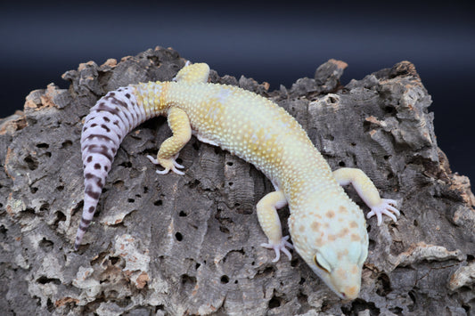 Male Mandrian Bold Super Hypo White Spot
