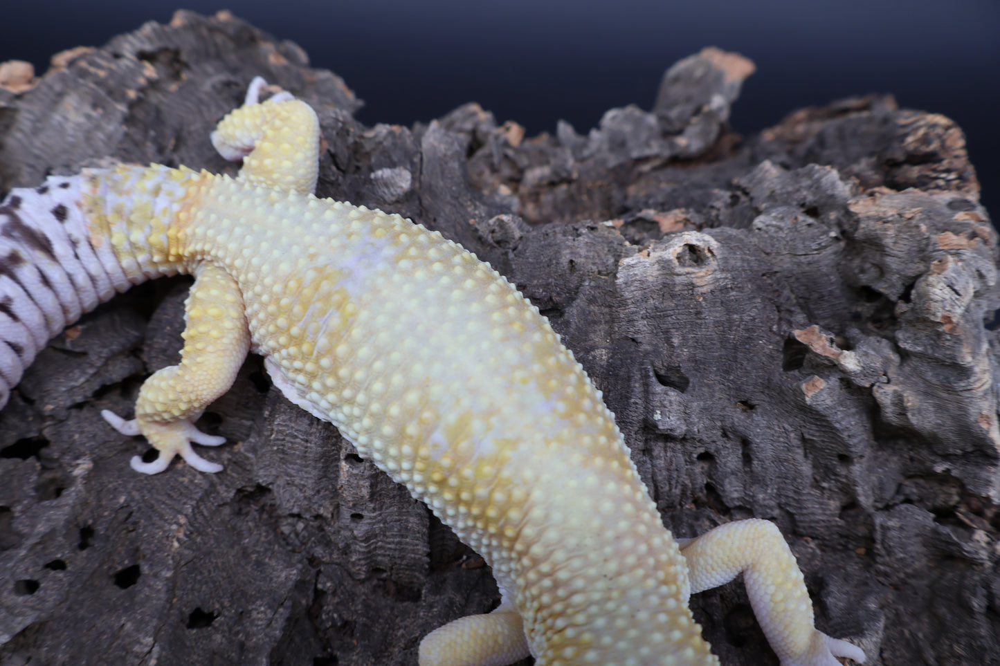 Male Mandrian Bold Super Hypo White Spot