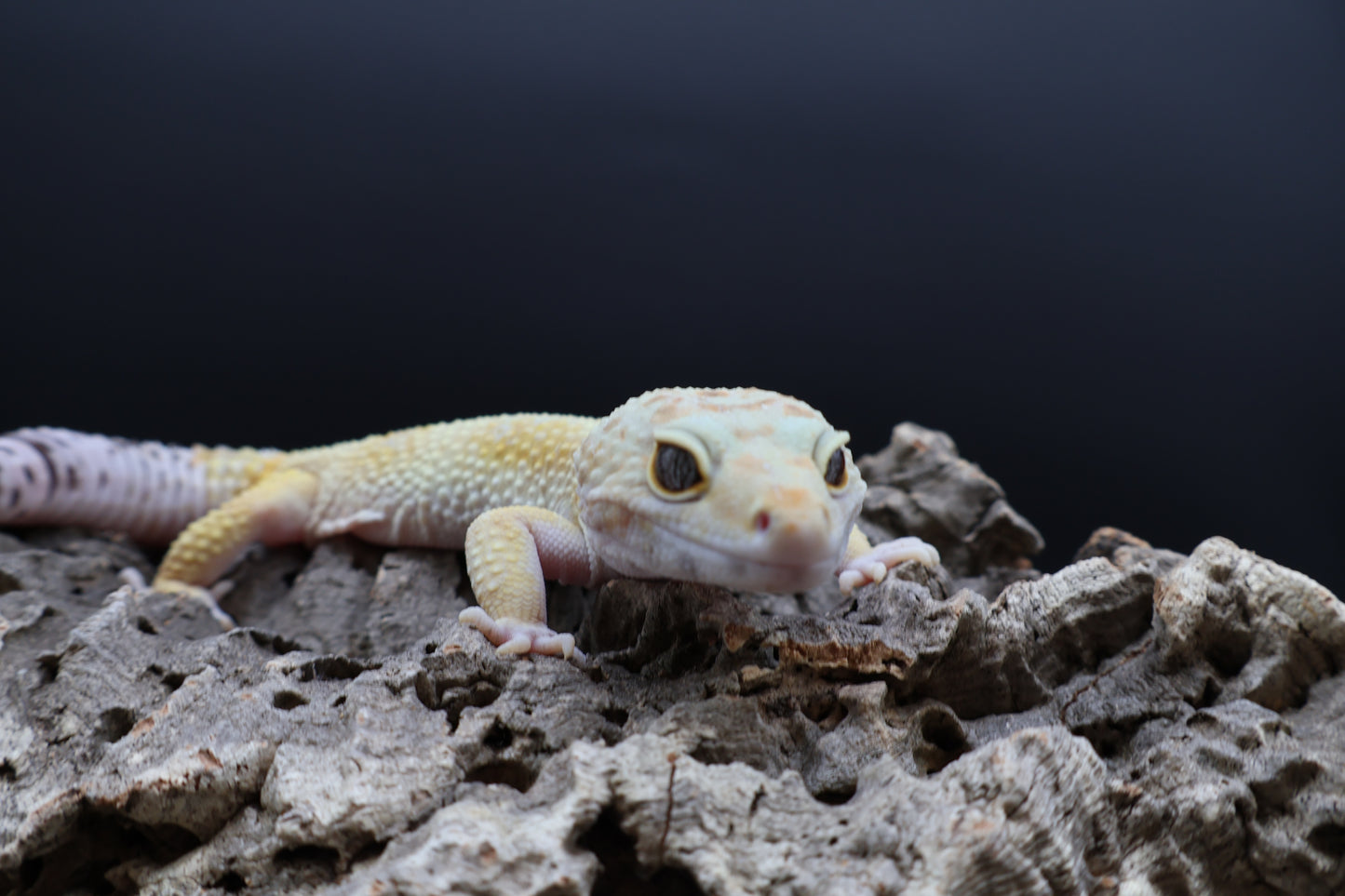 Male Mandrian Bold Super Hypo White Spot
